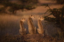 Cheetah with two cubs sitting on a mound with all three looking to the rightAcinonyx jubatusAcinonyx jubatus