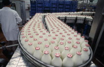 Full milk bottles on a conveyor belt in a bottling plant