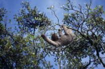 Sloth hanging from the branch of a tree