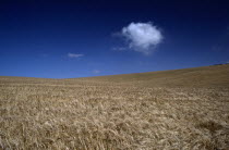 A field of wheat blowing in the wind with a solitary cloud in the deep blue skyFarmingFarming