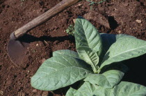 Tobacco plant and hoe.