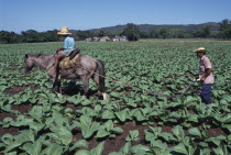 Man using horse ridden by child to plough furrow through crop on privately run tobacco plantation near Loma de Cabrero producing tobacco for the Leon Jimenez co.