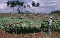 Man tying harvested tobacco leaves on to wooden racks to dry.