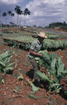 Man harvesting tobacco leaves by hand.