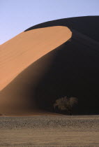 Large sand dune with acacia tree at its base