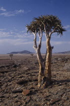 Kokerboom or Quiver Tree that stores water in its thick fibrous trunk