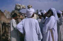 Camel market  with a man making a bid for a camel Darow