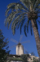 Palma. Traditional windmill with palm tree in the foreground Mallorca