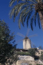 Palma. Traditional windmill framed by overhanging palm. Grafitti on foreground walls Mallorca