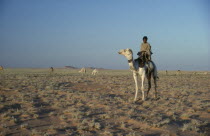 Bedouin camel herder with herd grazing in the background