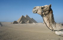 Pyramids with profile of camel head in foreground