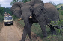 Elephant crossing dirt track with Safari truck in the distance