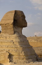 The Sphinx in profile camel on hill in background