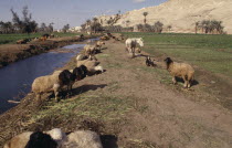 Animals near irrigation canal