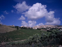 Hill top village of Salemi. Young vines and prickly pear cactus in the foreground.