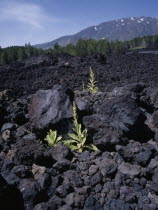 The medicinal plant  Greater Mullien  growing through the lava flow from the volcano.