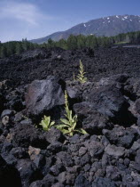 The medicinal plant  Greater Mullien  growing through the lava flow from the volcano.