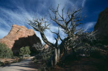 Arches National Park. Juniper Tree and gorge with dramatic cloud formation