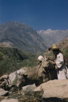 Boy transports equipment into Sierra Nevada by ox. He takes lime from a small gourd  poporo  to add to the wad of coca leaves in his cheek  lime acts as the catalyst to release a very small amount of...
