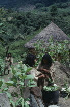 Old traditional centre of Chendukua Kogi Tribe. Picking Tobacco Leaves. Bananas and plantains grown close to village yucca/manioc and maize on cleared hillside behind. American Colombian South Ameri...