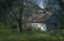 Smallholding in village on the west bank of Lake Garda in Spring with olive trees in foreground.