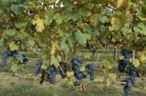 Ripe black grapes on vines growing in Italian Lakes area.