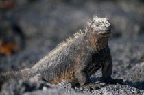 A Marine Iguana on Bajas Beach on Santa Cruz Island.  Isla