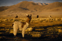 Alpaca on the Altiplano  in between Uyuni an Potosi.