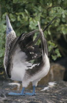 Close up of a Blue footed Booby performing the sky pointing ritual on Espanola Island.  Isla