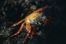 Red Sally Lightfoot Crab on the rocks on Bajas Beach on Santa Cruz Island.  Isla