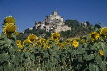 Medieval hilltop town with field of sunflowers in the foreground.