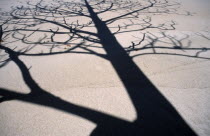The leafless branches of a tree casting skeletal shadows on the sand of a beach