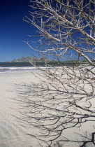 View through leafless tree branches towards sandy beach and sea with mountains in the distance