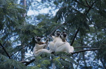 Nahampoana Nature Reserve. Three Sifaka Lemurs in tree