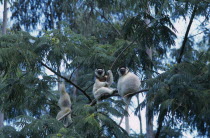 Nahampoana Nature Reserve. Sifaka Lemurs in tree