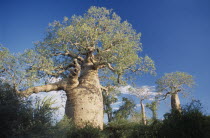 Baobab TreesAdansonia or  monkey bread tree  native to Madagascar