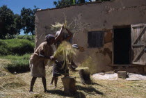 Road to Ranomanfana. Village women thrashing wheat outside building