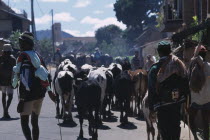 Road to Ambalavao. Herdsman driving Zebu cattle along road through small townZebu Bos taurus indicus sometimes known as humped cattle