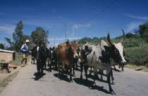 Road to Ambalavao. Herdsman driving Zebu cattle along road Zebu Bos taurus indicus sometimes known as humped cattle