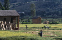 Road to Ambositra. Thatched buildings and local farmers working amongst crops with trees and hillside in the distance