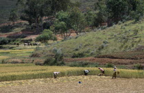 Road to Antsirabe. Workers havesting rice with cattle grazing near hillside behind