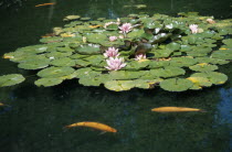 Ornamental Koi Carp in flowering lilly pond European