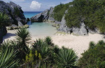 View across palm plants and green vegetation towards secluded sandy cove and clear shallow water
