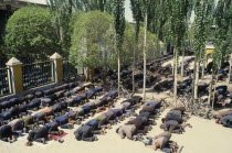 Juma or Friday prayers at Idkah Mosque.  Congregational prayers held each Friday just after noon. Moslem