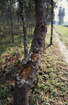 Cinchona tree plantation  source of Quinine for German drug company Pharmakina near Bukavu. Zaire