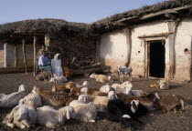 Sheep farmer and family outside remote village home with small flock in foreground.