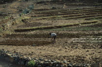 Man tilling soil by hand on small irrigated farm.