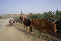 Children on road with donkeys  camel and cattle.  Livestock is very important to the Eritrean economy.