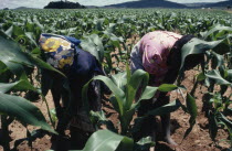 Female workers tending maize crop on Tribal Trust Land  changed to Communal Areas in 1981 . Indigenous