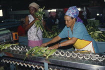 Women packing sweetcorn at Mooiberg fruit and vegetable farm near Stellenbosch.